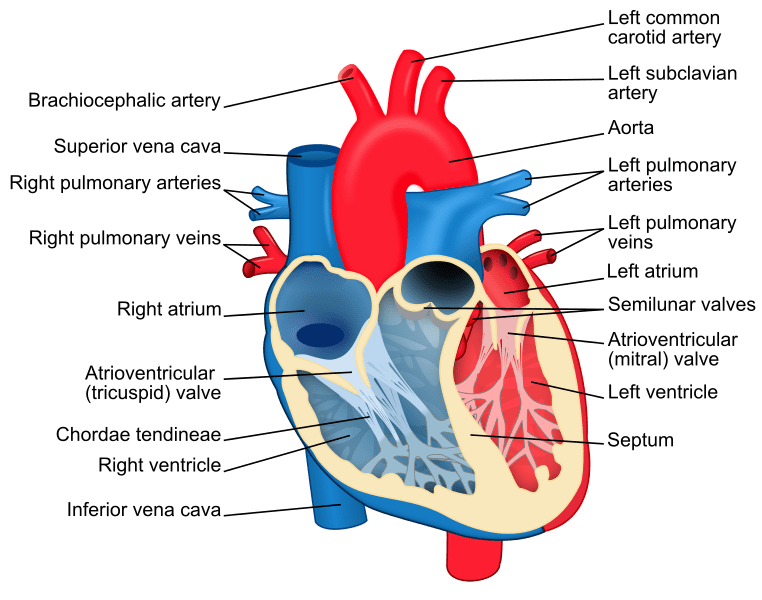 Difference Between Compensated and Decompensated Heart Failure