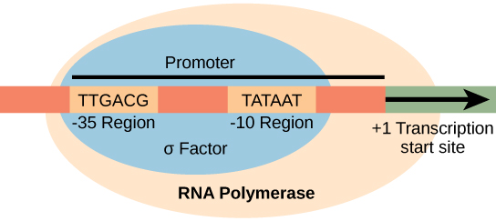 Key Difference Between Eukaryotic and Prokaryotic Promoters 