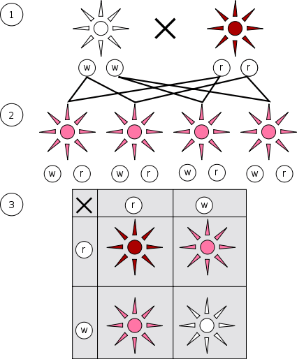 Key Difference Between F1 and F2 Generation