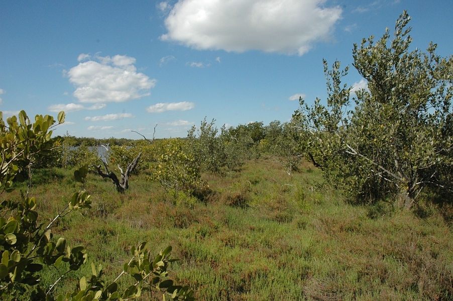 Key Difference Between Autecology and Synecology