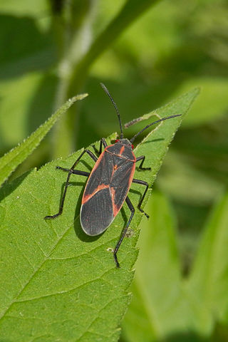 Key Difference Between Homoptera and Hemiptera