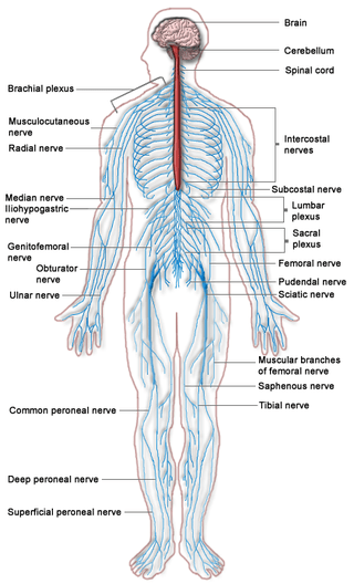 Key Difference Between Nervous Tissue and Nervous System