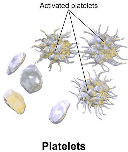 Difference Between Platelets and Clotting Factors