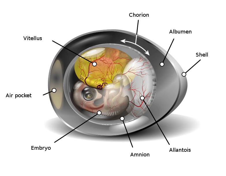 Difference Between Amniotes and Anamniotes