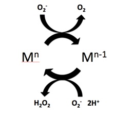 Difference Between Dismutation and Disproportionation 