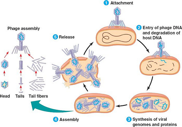 Difference Between Lytic and Lysogenic Cycle of Bacteriophage