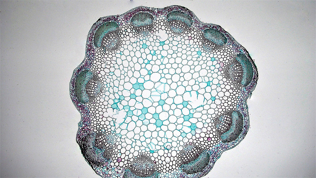 Key Difference Between Monocot and Dicot Stem