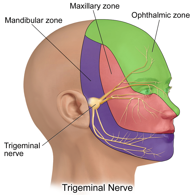 Difference Between TMJ and Trigeminal Neuralgia