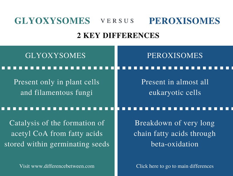 Difference Between Glyoxysomes and Peroxisomes - Comparison Summary