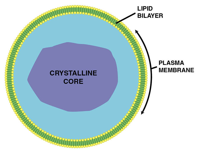 Difference Between Glyoxysomes and Peroxisomes