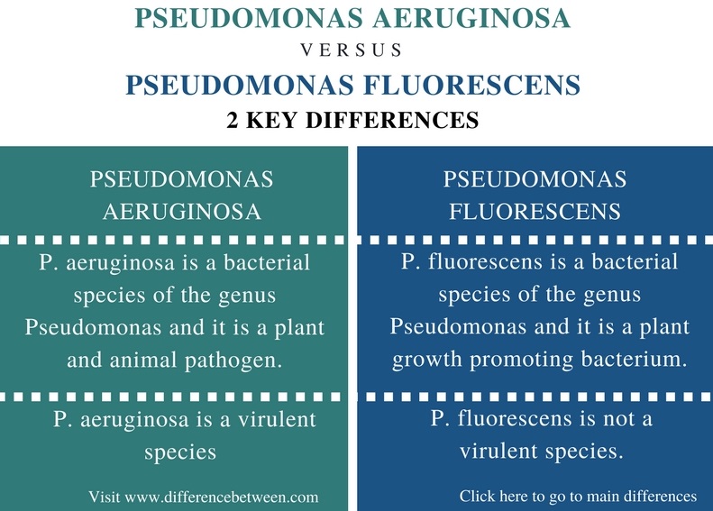 Difference Between Pseudomonas aeruginosa and Pseudomonas fluorescens - Comparison Summary_Fig 1