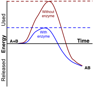 Difference Between Catalytic and Non Catalytic Reaction