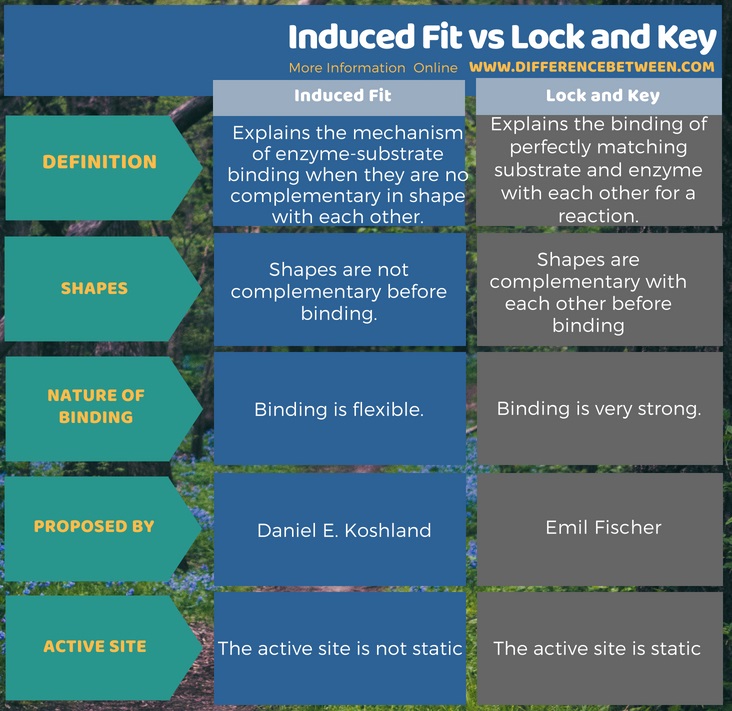 Difference Between Induced Fit and Lock and Key in Tabular Form