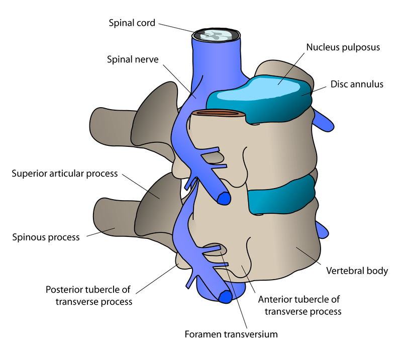 Difference Between Spondylosis and Spondylolisthesis