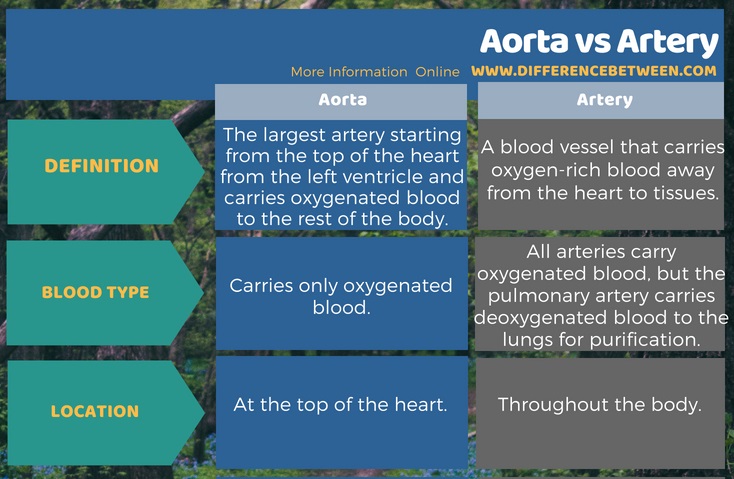 Difference Between Aorta and Artery in Tabular Form