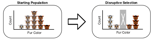 Difference Between Directional and Disruptive Selection_Fig 02