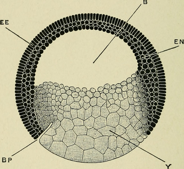 Difference Between Frog and Chick Gastrulation