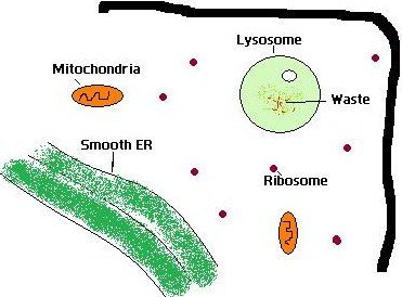 Key Difference Between Lysozyme and Lysosome