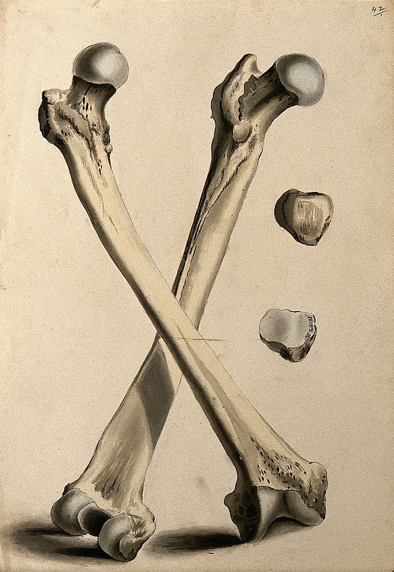 Difference Between Male and Female Femur_Fig 02