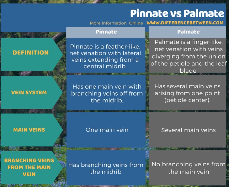 Difference Between Pinnate and Palmate in Tabular Form