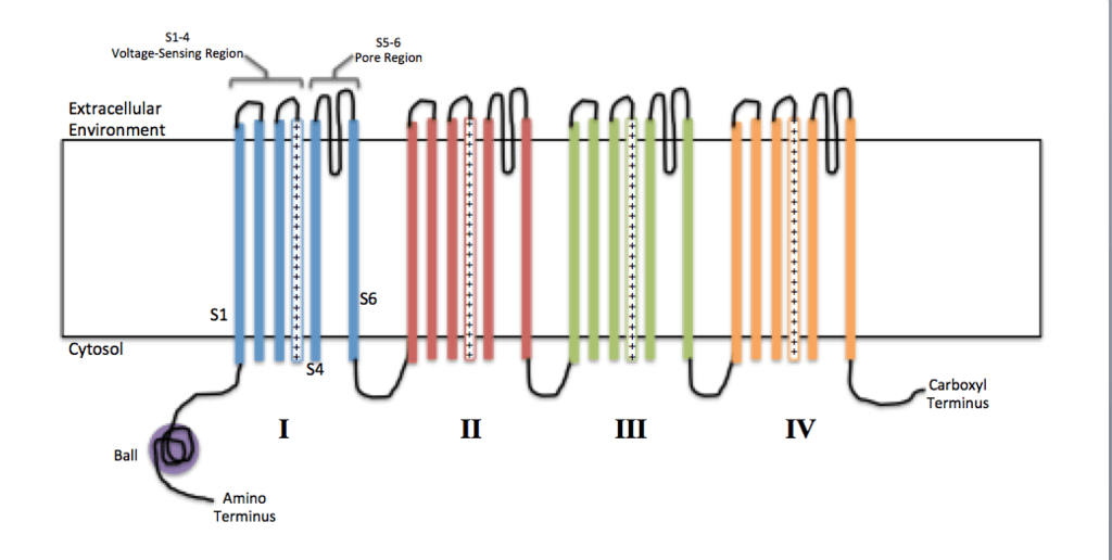 Difference Between Voltage Gated and Ligand Gated Ion Channels