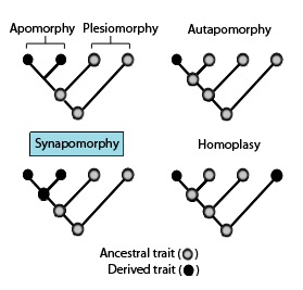 Difference Between Apomorphy and Plesiomorphy