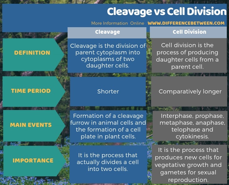 Difference Between Cleavage and Cell Division in Tabular Form