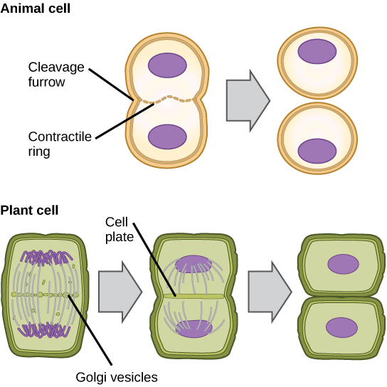 Difference Between Cleavage and Cell Division 