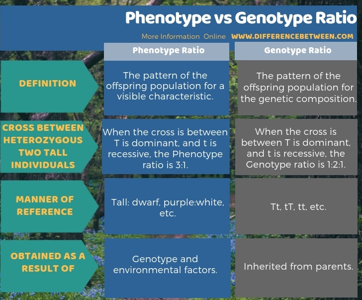 Difference Between Phenotype and Genotype Ratio in Tabular Form