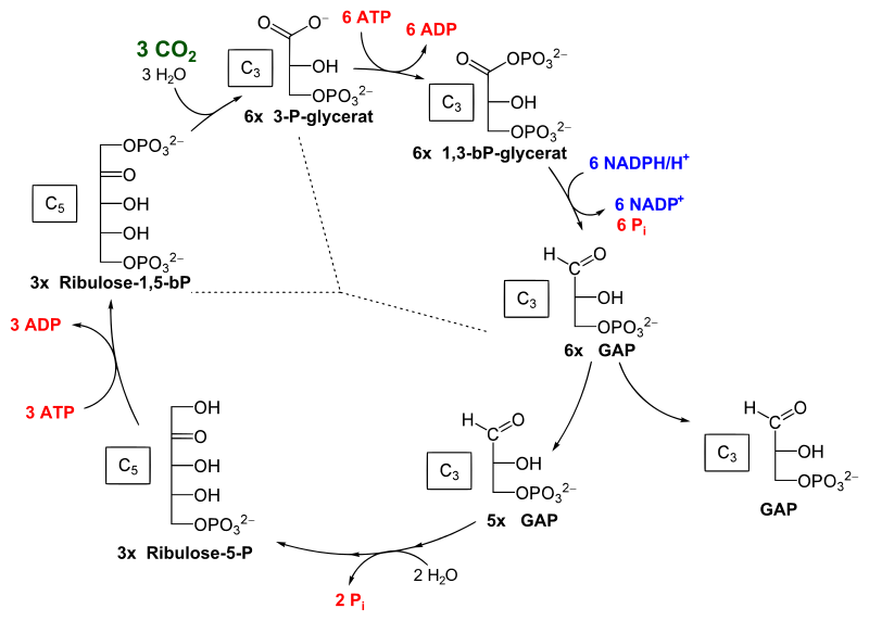 Key Difference Between Light Reaction and Calvin Cycle