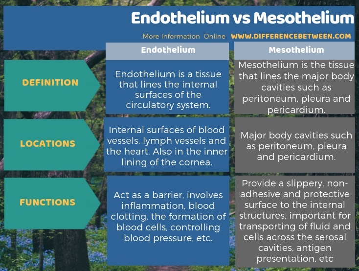 Difference Between Endothelium and Mesothelium in Tabular Form