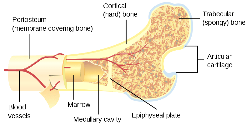 Difference Between Trabecular and Cortical Bone