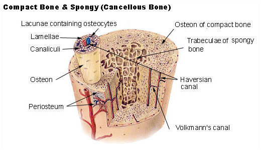 Key Difference Between Trabecular and Cortical Bone