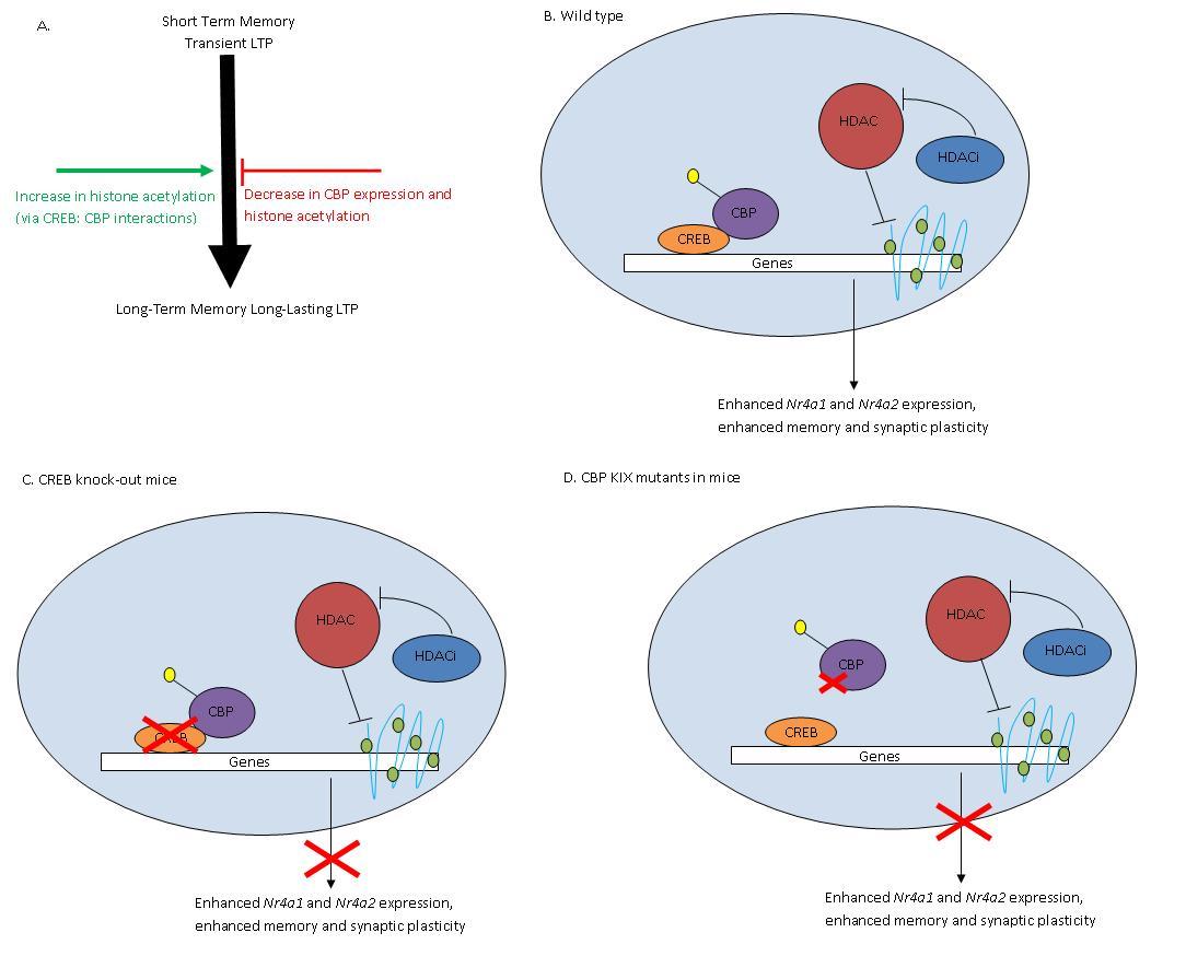 Difference Between DNA Sequence Mutations and Epigenetic Modifications