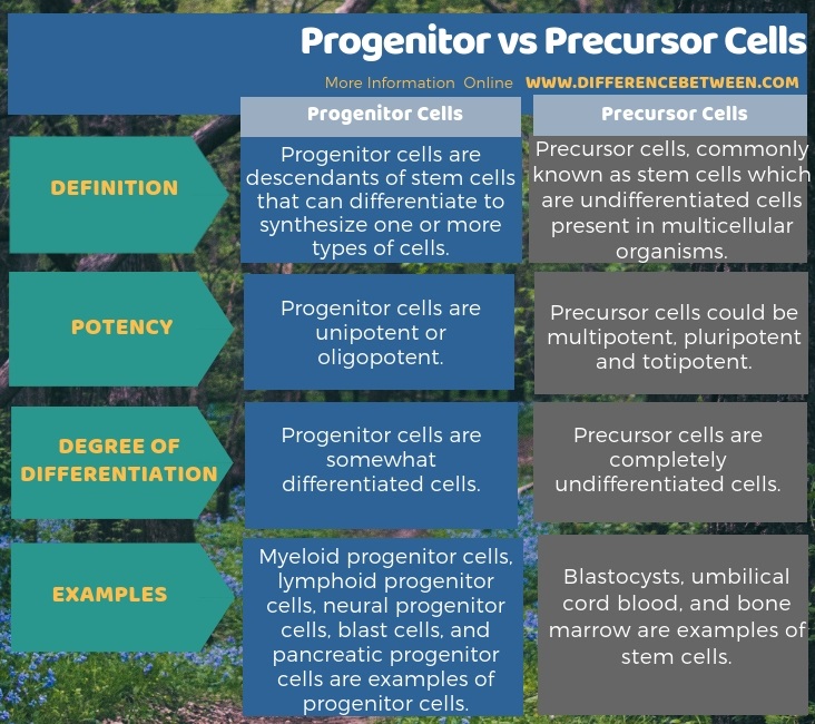 Difference Between Progenitor and Precursor Cells in Tabular Form