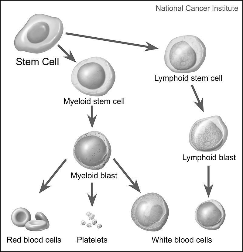 Difference Between Progenitor and Precursor Cells 