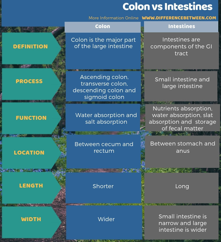 Difference Between Colon and Intestines - Tabular Form