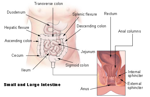 Key Difference - Colon vs Intestines