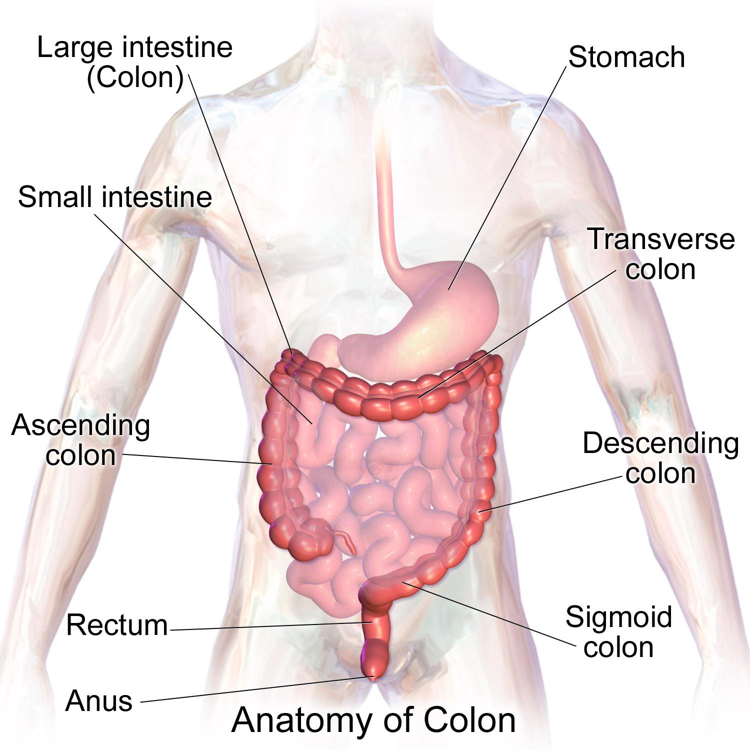 Difference Between Colon and Intestines