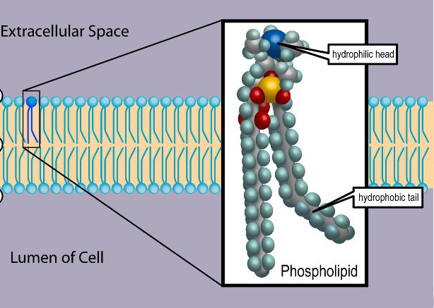 Difference Between Simple and Complex Lipids