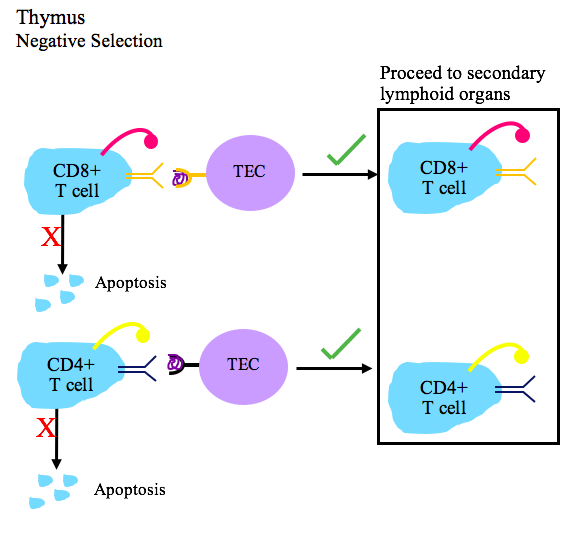 Central vs Peripheral Tolerance