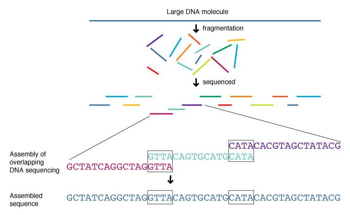 Difference Between Clone by Clone Sequencing and Shotgun Sequencing