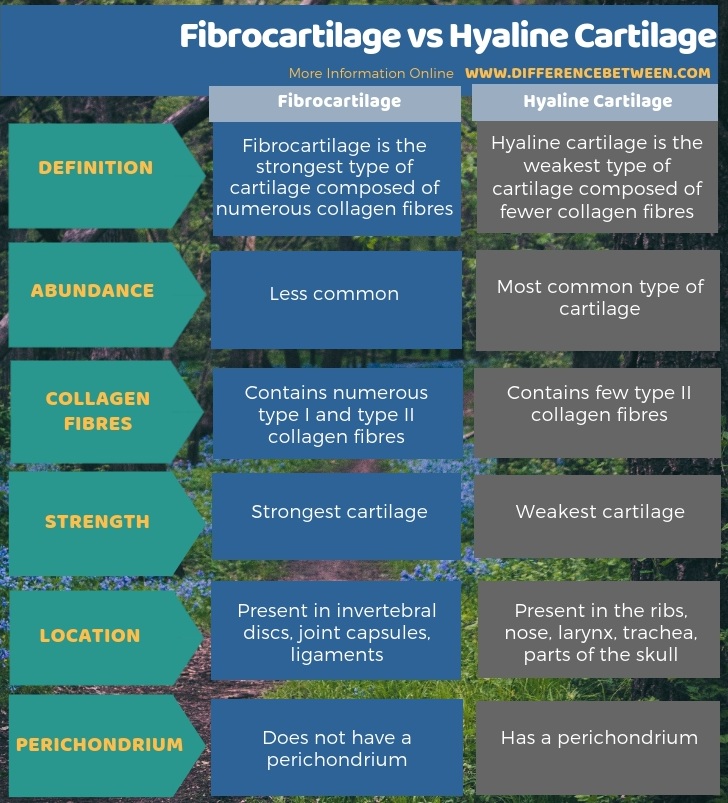 Difference Between Fibrocartilage and Hyaline Cartilage in Tabular Form