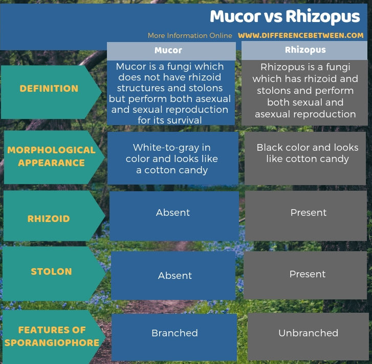 Difference Between Mucor and Rhizopus in Tabular Form