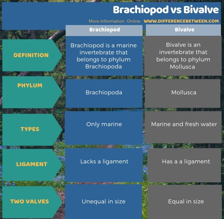 Difference Between Brachiopod and Bivalve in Tabular Form