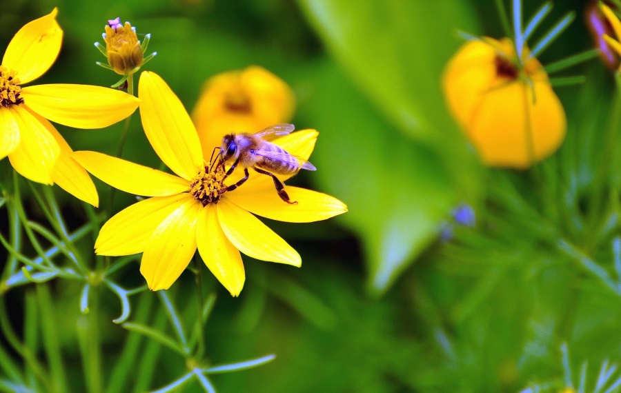 Insect vs Wind Pollination