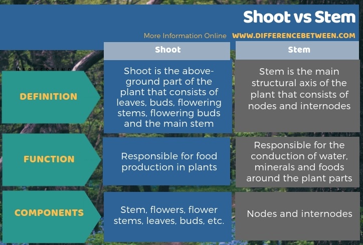 Difference Between Shoot and Stem in Tabular Form