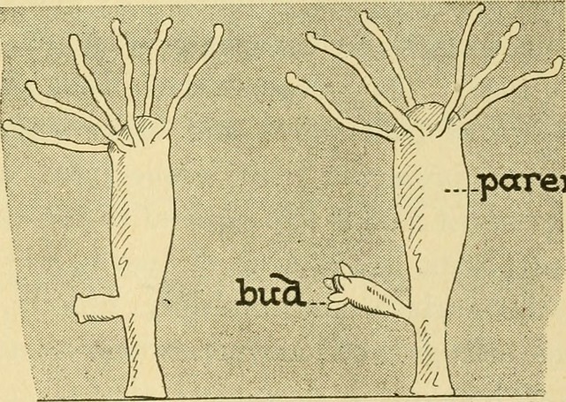 Difference Between Budding and Spore Formation