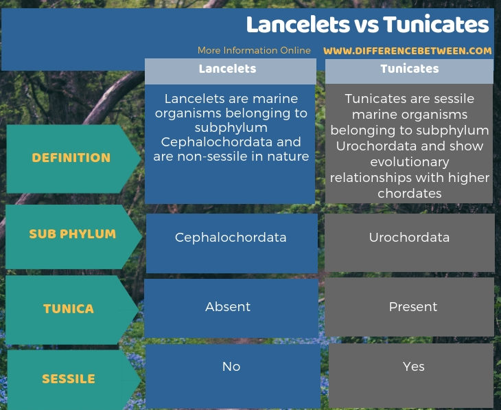 Difference Between Lancelets and Tunicates in Tabular Form