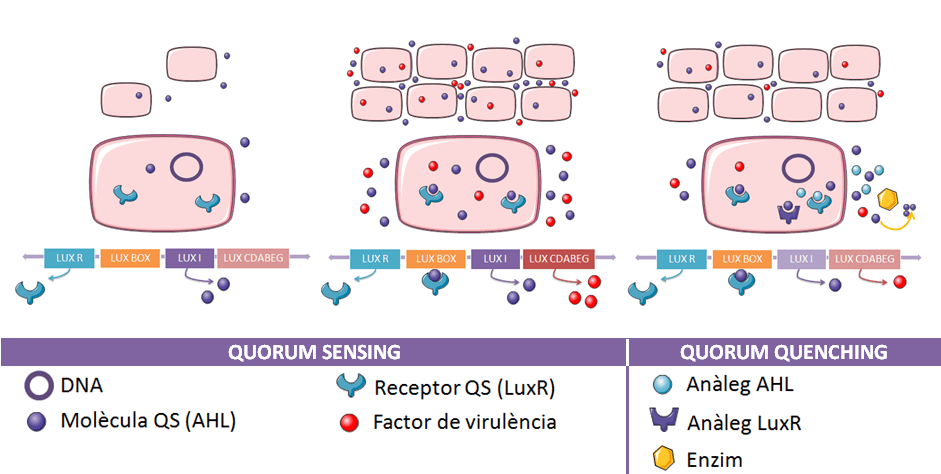 Key Difference - Quorum Sensing vs Quorum Quenching